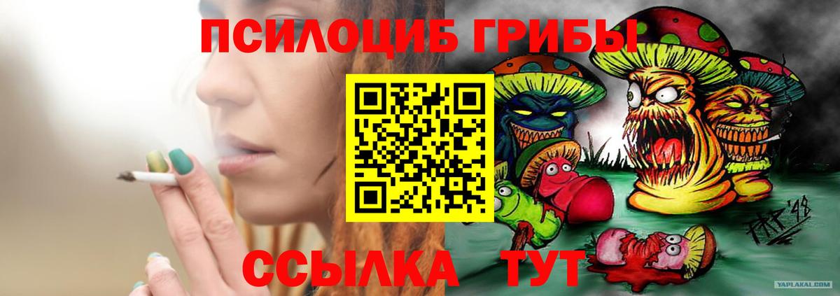 Галлюциногенные грибы Psilocybe Торжок